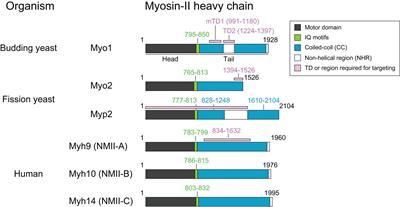 Frontiers | Comparative Analysis of the Roles of Non-muscle Myosin 